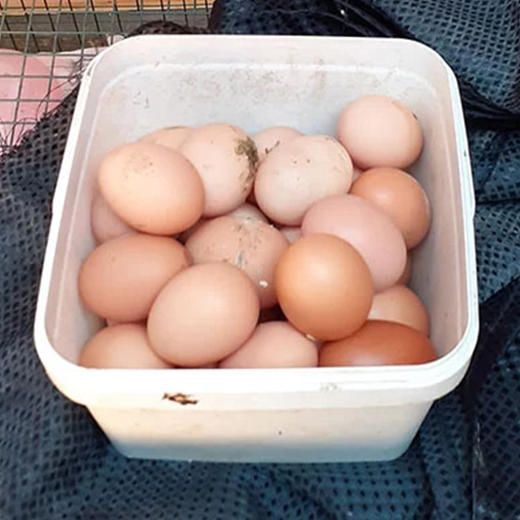 Vente d'oeufs de poules - Les pious pious de Mélanie